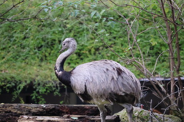 A photo of a large bird standing on a log in a forest