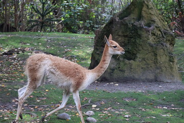 A photo of a small deer standing in a grassy area