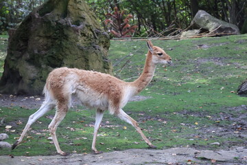 A photo of a small deer walking on a lush green field