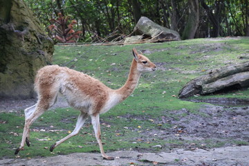 A photo of a small deer walking on a lush green field