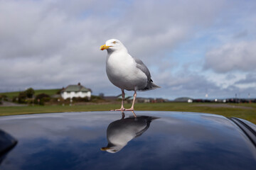Obraz premium Herring Gull on a car roof