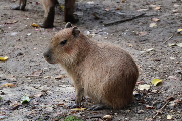 A photo of a capy capy capy capy capy capy capy capy capy capy capy capy capy cap