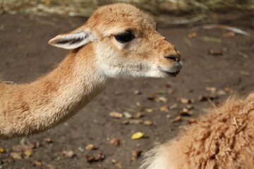 A photo of a close up of a ll with a baby ll