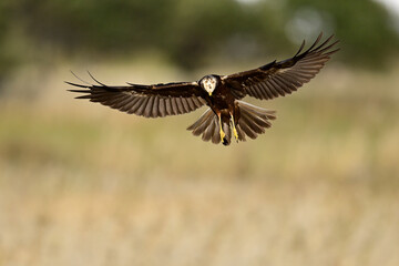 Rohrweihe - Weibchen // Western marsh harrier - female (Circus aeruginosus) 