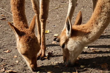 A photo of a close up of a deer eating leaves