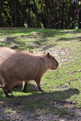A photo of a small animal is climbing on a tree