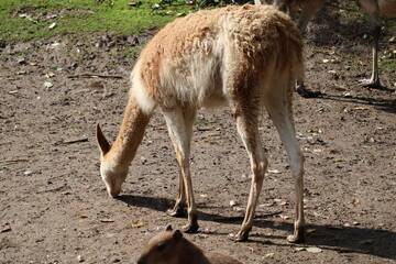 A photo of a baby goat is standing next to a larger goat