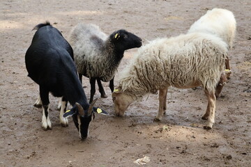 A photo of a group of sheep standing in a dirt field