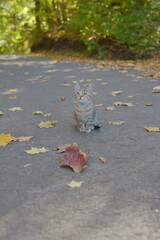 autumn leaves on the ground