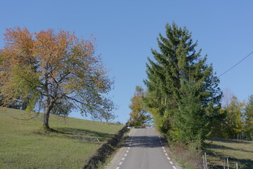 Fototapeta premium country road in autumn