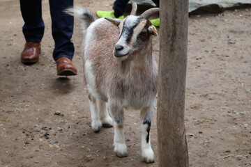 A photo of a goat is standing next to a man