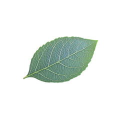 Green Leaf with Detailed Veins Isolated on White Background