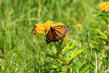 A monarch butterfly rests on vibrant orange milkweed flowers in the sunlight at Mendon Ponds Park. Another small insect is visible near the butterfly, adding to the lively scene