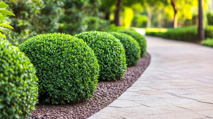 A picturesque landscape with neatly trimmed boxwood shrubs lining a charming walkway.