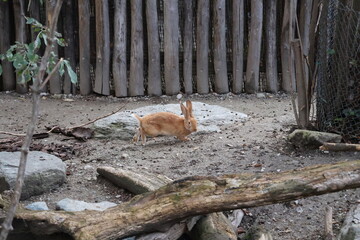 A photo of a rabbit is sitting in the dirt by a fence