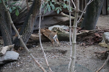 A photo of a cat is walking around in the dirt