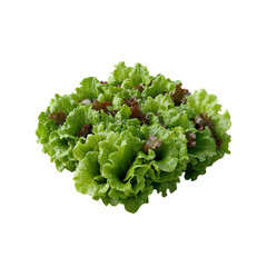 Fresh Green and Red Lettuce Isolated on White Background