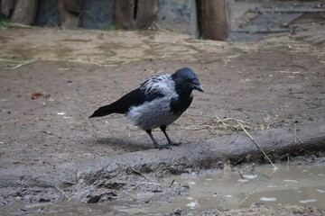 A photo of a bird standing on the ground near a puddle
