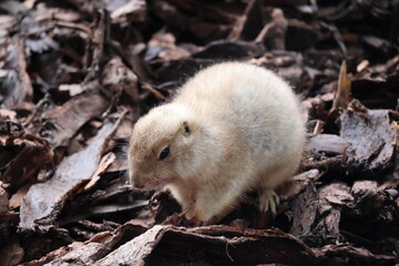 A photo of a small white animal standing on a pile of leaves