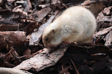 A photo of a small white animal standing on a pile of leaves