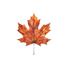 Naklejka premium Single Dried Maple Leaf on White Background