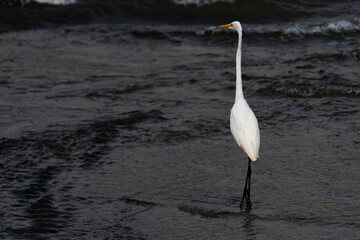 Garza blanca en la playa