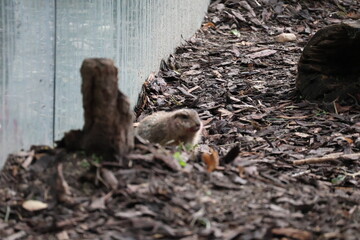A photo of a small bird is sitting on the ground