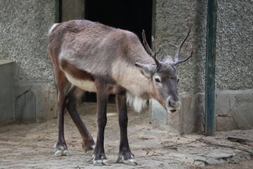 A photo of a goat standing in a dirt area next to a building