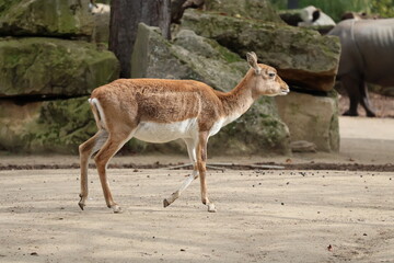 A photo of a small deer walking on a dirt covered ground