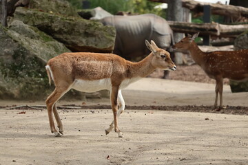 A photo of a small deer standing on a dirt covered ground