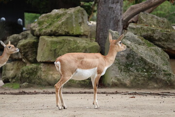 A photo of two animals standing next to each other animals