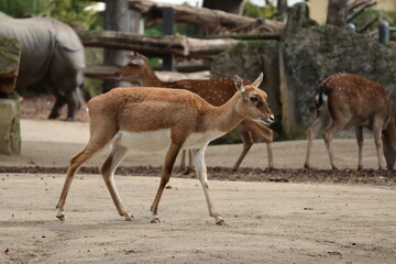 A photo of a small deer walking across a dirt covered field