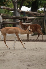 A photo of a deer is jumping over a wall