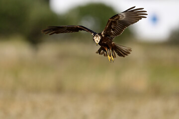 Western marsh harrier - female // Rohrweihe - Weibchen (Circus aeruginosus) 