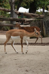 A photo of a deer standing on a wall with a tree in the background