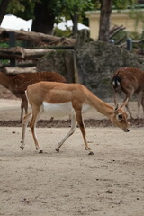 A photo of a deer is standing on the wall