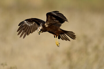 Rohrweihe - Weibchen // Western marsh harrier - female (Circus aeruginosus) 