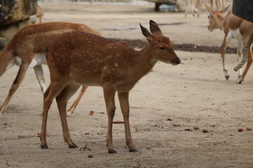 A photo of a small deer standing in a dirt field