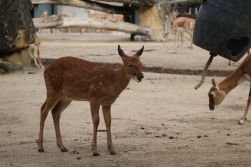 A photo of a baby deer is standing next to a large black bucket