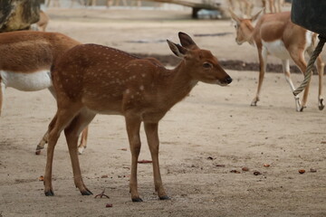 A photo of a small deer standing next to a larger deer