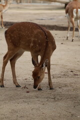 A photo of a deer is standing next to a wall