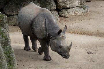 Obraz premium A photo of a rhino in a zoo