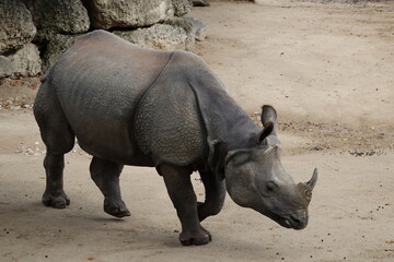 Obraz premium A photo of a rhino in a zoo enclosure