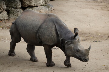 Fototapeta premium A photo of a rhino standing on a dirt covered ground
