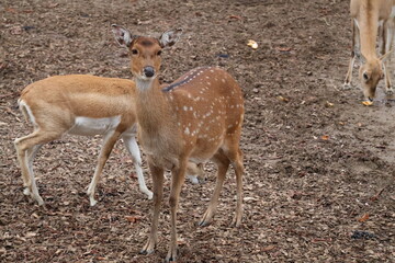 A photo of a small deer standing in a field with a baby deer