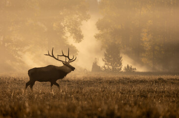 Bull Elk at Sunrise in the Rut in Grand Teton National Park Wyomng in Autumn