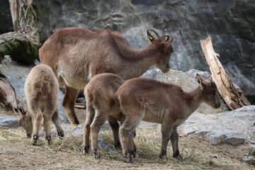 A photo of a goat and her baby standing on a rocky hillside