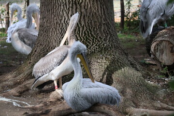 A photo of a group of pedens sitting on the ground