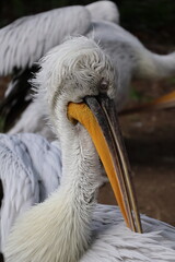 A photo of a close up of a bird with a long beak