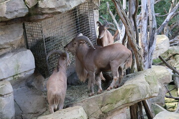 A photo of a goat and a goat standing next to each other animals